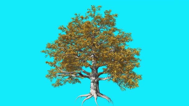 Planta Europeia Chromakey Tree Chroma Key Alfa Alfa Canal Balançando Árvore Vento Ramos Folhas Outono Estúdio Tela Azul Animação Gerada por Computador — Vídeo de Stock