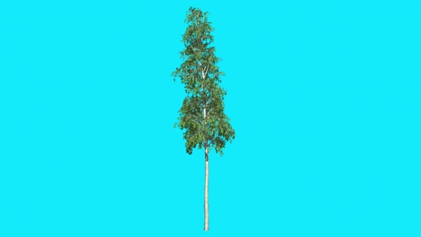 ヨーロッパのアスペンクロマキー薄い木クロマキーアルファアルファチャンネル揺れる木の風の枝は、スタジオブルースクリーンコンピュータ生成アニメーションを残します — ストック動画