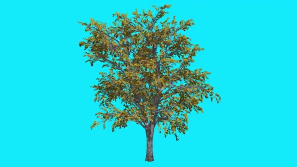 ヨーロッパのリンデンクロマキーツリークロマキーアルファアルフチャンネル揺れる木の風の枝は、秋スタジオブルースクリーンコンピュータ生成アニメーションを残します — ストック動画
