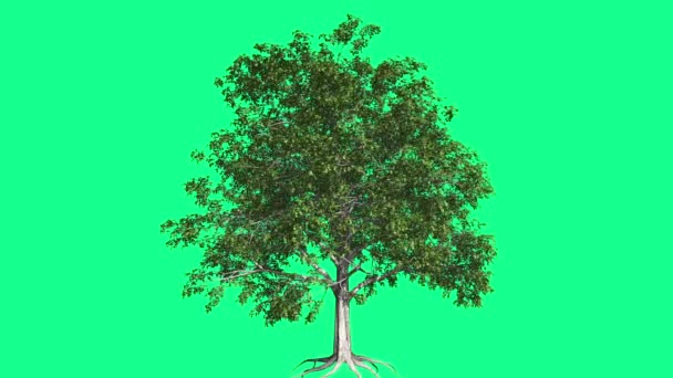 Faggio europeo Chromakey Tree Chroma Key Alfa Alfa Channel Swaying Tree Wind Branches Leaves Root Studio Green Screen Computer Generated Animation — Video Stock