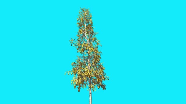 European Aspen Chromakey Thin Tree Chroma Key Alfa Alfa Channel Swaying Tree Wind Branches Leaves Fall Studio Blue Screen Computer Generated Animation — Stock Video