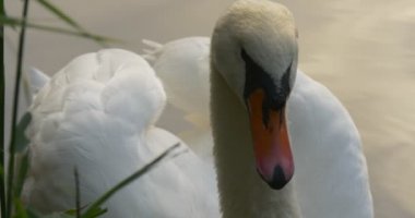 White Swan Close Up Orange Beak Feathers Wings Bird is Turning Floating at The Lake Sky Reflection in the Water Bird Among Green Reed