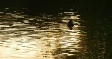 Wild Ducks Mallards Brown Birds Silhouettes Are Swimming by Lake Rippling Water Sun Reflection in Water Sunset Evening Plants Reflection Forest Lake