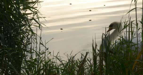 Weißer Schwan aus nächster Nähe orangefarbener Schnabel Vogel schwebt am See Himmel Reflexion im Wasser Vogel schwebt um Vogel unter grünem Schilf — Stockvideo