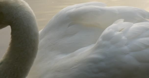 Weißer Schwan Nahaufnahme orange Schnabel Federn Flügel Vogel schüttelt den Kopf Drehen schwimmend am See Himmel Spiegelung im Wasservogel unter grünem Schilf — Stockvideo