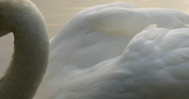 White Swan Close Up Orange Beak Feathers Wings Bird is Shaking the Head Turning Floating at The Lake Sky Reflection in the Water Bird Among Green Reed — Wideo stockowe