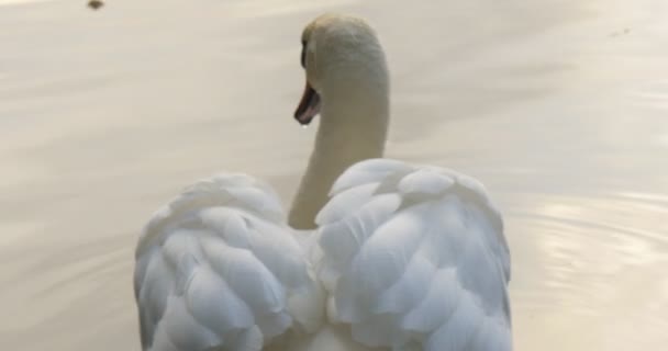 Bianco cigno primo piano arancione becco pure piume bianche ali uccello sta girando galleggiante al lago cielo riflessione in acqua uccello tra canna verde — Video Stock