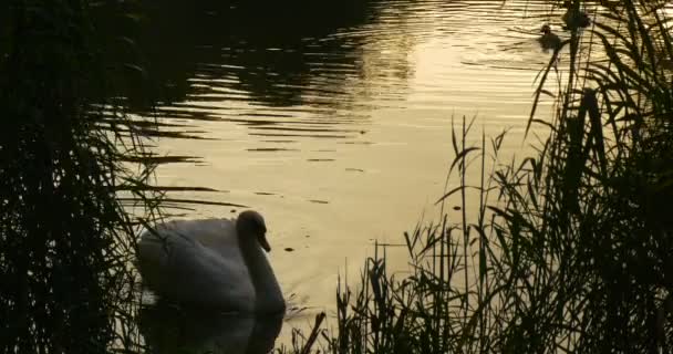 White Swan Bird is Swimming on The Lake Silhouettes Swan among Green Reed Trace on the Water Ripple Wild Ducks Mallards are Swimming Evening Sunset — Stockvideo