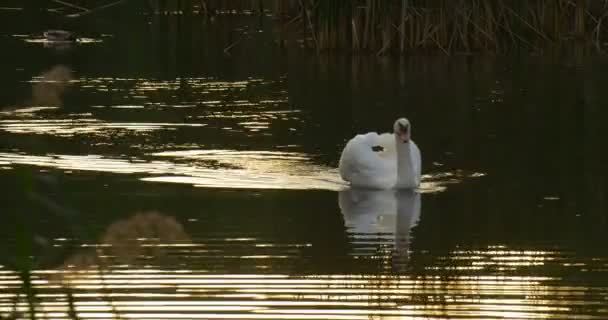 White Swan Bird está nadando en la superficie del lago Green Reed Trace en la ondulación del agua Wild Duck Mallard está nadando árboles alrededor del lago Forest Lake — Vídeo de stock