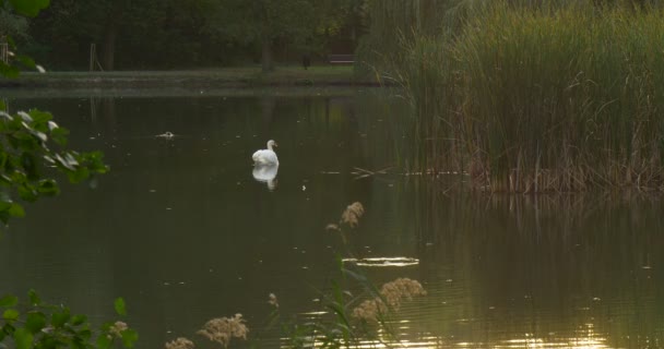 White Swan Bird is Swimming on the Lake Surface Green Reed Trace on the Water Ripple Wild Duck Mallard is Swimming Trees around the Lake Forest Lake — Αρχείο Βίντεο