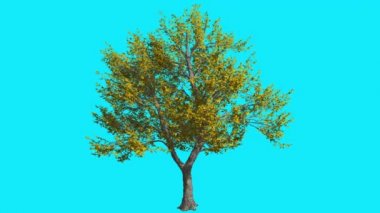 Yeşil Kül Kromakey İzole Ağaç İnce Gövde Fluttering Sarı Yapraklar Kroma Anahtar Alfa Kanal Mavi Ekran Sonbahar Bilgisayar Oluşturulan Animasyon