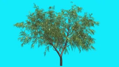 Bal Mesquite Chromakey İzole İnce Ağaç Dar Yapraklar Çiçekler Fluttering Yeşil Yapraklar Kroma Anahtar Alfa Kanal Mavi Ekran Yaz Animasyon