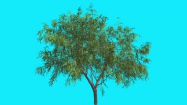 Bal Mesquite Chromakey İzole Ağaç İnce Gövde Dar Yapraklar Fluttering Yeşil Yapraklar Kroma Anahtar Alfa Kanal Mavi Ekran Yaz Animasyon