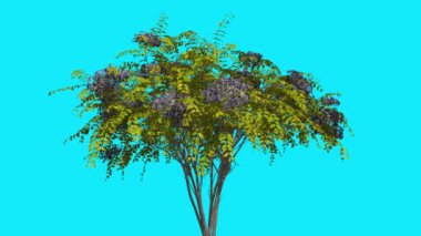 Japon Angelica Chromakey İzole Ağaç Çalı Mavi Çiçeklenmeler Çiçekler Fluttering Yeşil Yapraklar Chroma Anahtar Alfa Kanal Mavi Ekran Animasyon
