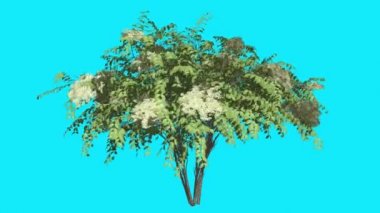 Japon Angelica Chromakey İzole Ağaç Çalı Beyaz Çiçeklenmeler Çiçekler Fluttering Yeşil Yapraklar Chroma Anahtar Alfa Kanal Mavi Ekran Animasyon