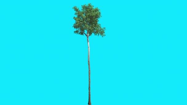 Goma de mascar inundada Chromakey aislado árbol delgado árbol alto tronco verde hojas clave de croma Alfa Alfa canal azul pantalla verano animación generada por ordenador — Vídeo de stock