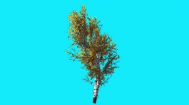 White Birch Chromakey Isolated Tree White Trunk Fluttering Yellow Leaves Chroma Key Alfa Alfa Channel Blue Screen Fall Computer Generated Animation
