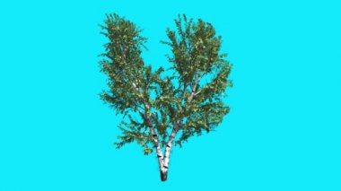 White Birch Chromakey Isolated Tree White Trunk Fluttering Green Leaves Chroma Key Alfa Alfa Channel Blue Screen Tree Swaying at the Wind Animation
