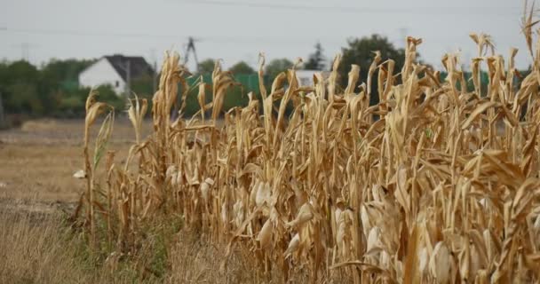 Champ de maïs sec Les tiges de maïs se balancent au vent Petites maisons résidentielles sur fond de fils électriques Piliers Arbres Arbres Été Automne À l'extérieur — Video