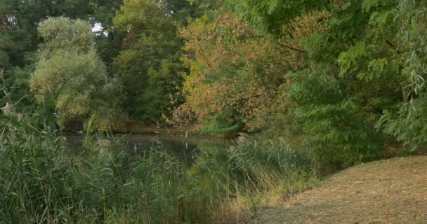 Лісове озеро за зеленим очеретом зарослі банку сухої трави пишні дерева навколо води дерева ' корони гілки дерев верби зелені листя — стокове відео
