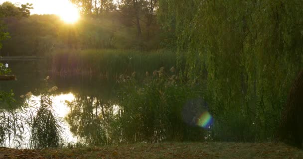 Las Jezioro zachód słońca słońce siedzi za drzewami na przeciwległym brzegu Willow Tree Reed zielone drzewa wokół wody niebo odbicie drzew odbicie — Wideo stockowe