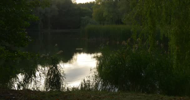 Lac Étang Ondulation Bord du lac Bassin d'eau lisse à The Forest Grove Arbres verts luxuriants Herbe verte fraîche Branche de saule Roseau vert Réflexion du ciel — Video