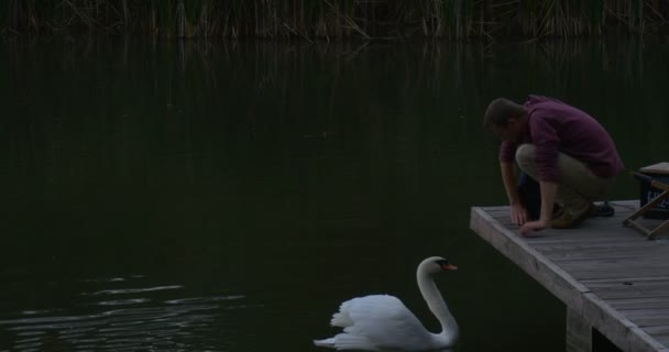 Mannen med ryggsäck kommer att trä Pier Lake Sist sätta sin ryggsäck ner och sträcker sig hans Hand till White Swan leker med Swan fågeln försöker lite mannen — Stockvideo