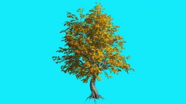 Sonbahar ağacında Chroma anahtar ağacı sarı yaprakları ile mavi ekran kök dallar üzerinde sallanan Katsura vardır Swaying Rüzgar bilgisayar oluşturulan animasyon adlı