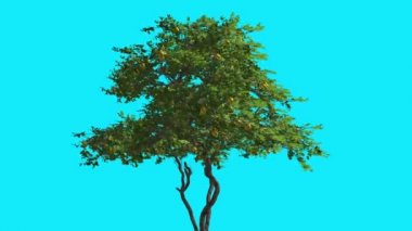 Limon ağacı ile meyve sallanan güçlü Rüzgar ince ağaç Chroma anahtar ağacı yaprakları ile mavi ekran dallar üzerinde çoğu Swaying Rüzgar bilgisayar
