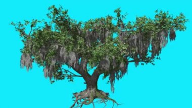 Live Oak sallanan Chroma anahtar ağacı yeşil yaprakları ile mavi ekran dallar üzerinde kuru çiçek ile ağacız Swaying Rüzgar bilgisayar oluşturulan