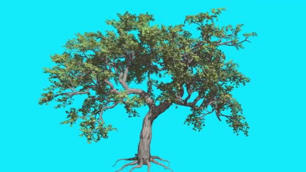 Árbol de arce japonés balanceándose en el árbol clave de croma en la pantalla azul Raíz y ramas con hojas verdes se balancean en el viento Animación generada por computadora — Vídeos de Stock