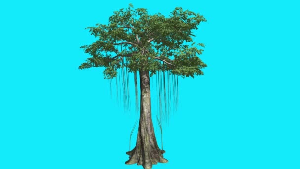 Kapok kymácející vysoký strom na Chroma klíč strom na modré obrazovce násobit kmeny větve s listy jsou Swaying na vítr počítačem vytvořené animace