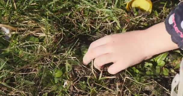 Lilla flickans hand närbild flicka gräver marken med flaska mössa flicka har funnit blomman i torrt och grönt gräs vinter solig dag utomhus — Stockvideo