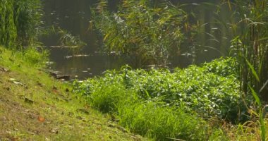 Sırt Çantası ile Man Sloping Lake Bank Gelir Su Yaban Ördekleri Yüzme Mallards Yemyeşil Çim Reed Ripple bakarak Çim oturur