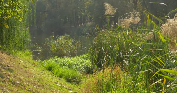 Hombre con mochila está caminando lejos de la espalda del lago Hombre inclinado Lake Bank Forest Lake Swaying Apera Sunny Day Lush Green Trees and Grass Outdoors — Vídeo de stock