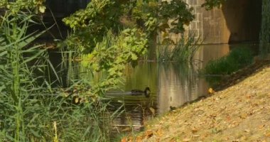 Yüzme Mallards Wild Ducks Kuşlar Lake Bridge Dalış Yeşil Saz Ağaçları 'Dalları Eğimli Banka Güneşli Gün Sonbahar Kuru Yapraklar Açık destekler