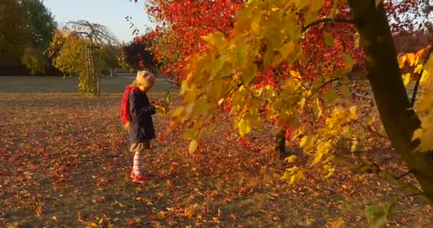 Petite fille en béret et veste bleue cueille les feuilles rouges du petit arbre Faire un bouquet de feuilles fille marche parmi les arbres Rayons de coucher de soleil 
