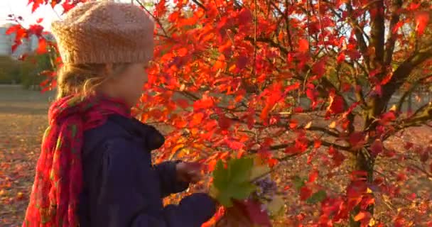 Klein meisje in baret en blauwe jas is het plukken van de rode bladeren van kleine boom maken van een boeket van bladeren bochten wandelingen weg glimlachend meisje zonsondergang val — Stockvideo