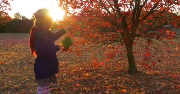 Menina em boina e casaco azul e cachecol vermelho está pegando as folhas vermelhas da silhueta da menina da árvore pequena Sunset Fallen Folhas no chão — Vídeo de Stock