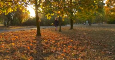 Bere ve Ceket Adil Örgü Kız ile Sunset Rays Little Girl's Siluet Park tarafından Yürüyüş ve Sarı Yapraklardan Yapılmış Bir Buket Holding