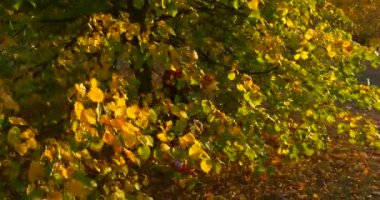 Bere ve Ceket Adil Örgü Kız Ile Little Girl Ağacın Altından Yürüyüş Park ve Yaprak Bir Buket Tutan Kamera Doğru Yürüyor