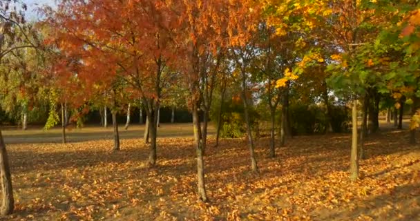 秋の赤と黄色の葉の公園パノラマズームは、地面に乾燥した家の木に住んでいる多階建ての家に赤と黄色の葉 — ストック動画