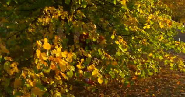 Klein meisje met eerlijke vlecht meisje in baret en jas is lopen van onder de boom is Park en wandelen naar de camera met een boeket van bladeren — Stockvideo