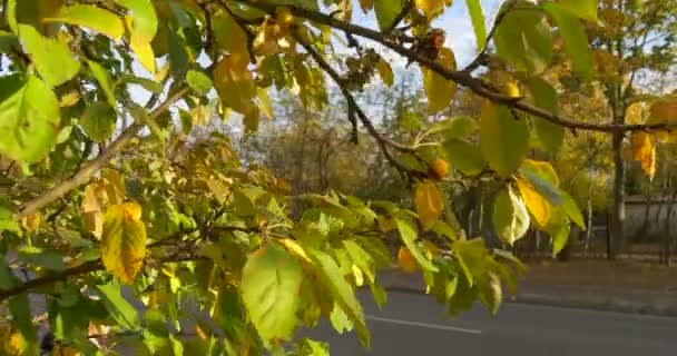 Gren av träd med gröna och gula löv träd är på asfalterade väg trädet vid metal Green Fence höst solig dag blå himmel — Stockvideo