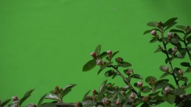 Yeşil dalı ile açılmamış çiçek tomurcuk yeşil ağaçlar çalılar çimen yaprakları çiçek dalları chromakey yeşil bitkiler.