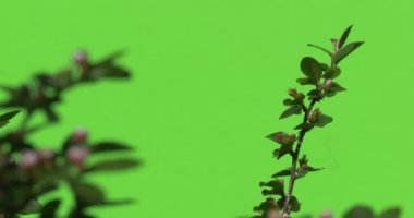 Yeşil dalı ile açılmamış çiçek tomurcuk yeşil ağaçlar çalılar çimen yaprakları çiçek dalları chromakey yeşil bitkiler.