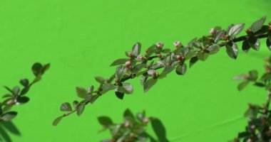 Yeşil dalı ile açılmamış çiçek tomurcuk yeşil ağaçlar çalılar çimen yaprakları çiçek dalları chromakey yeşil bitkiler.