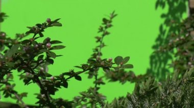 Yeşil dalı ile açılmamış çiçek tomurcuk yeşil ağaçlar çalılar çimen yaprakları çiçek dalları chromakey yeşil bitkiler.