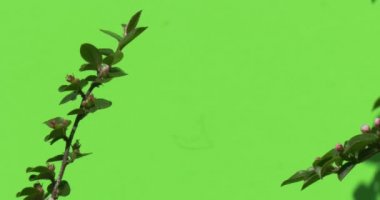 Yeşil dalı ile açılmamış çiçek tomurcuk yeşil ağaçlar çalılar çimen yaprakları çiçek dalları chromakey yeşil bitkiler.