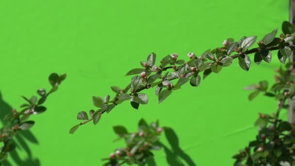 Ramo verde com botão de flor não aberto Plantas verdes arbustos grama folhas flores ramos de árvores em cromakey verde — Vídeo de Stock